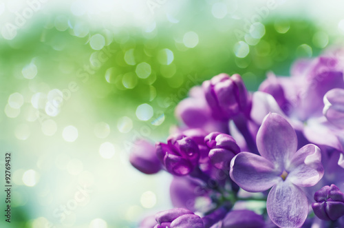Lilac flowers background © Roxana