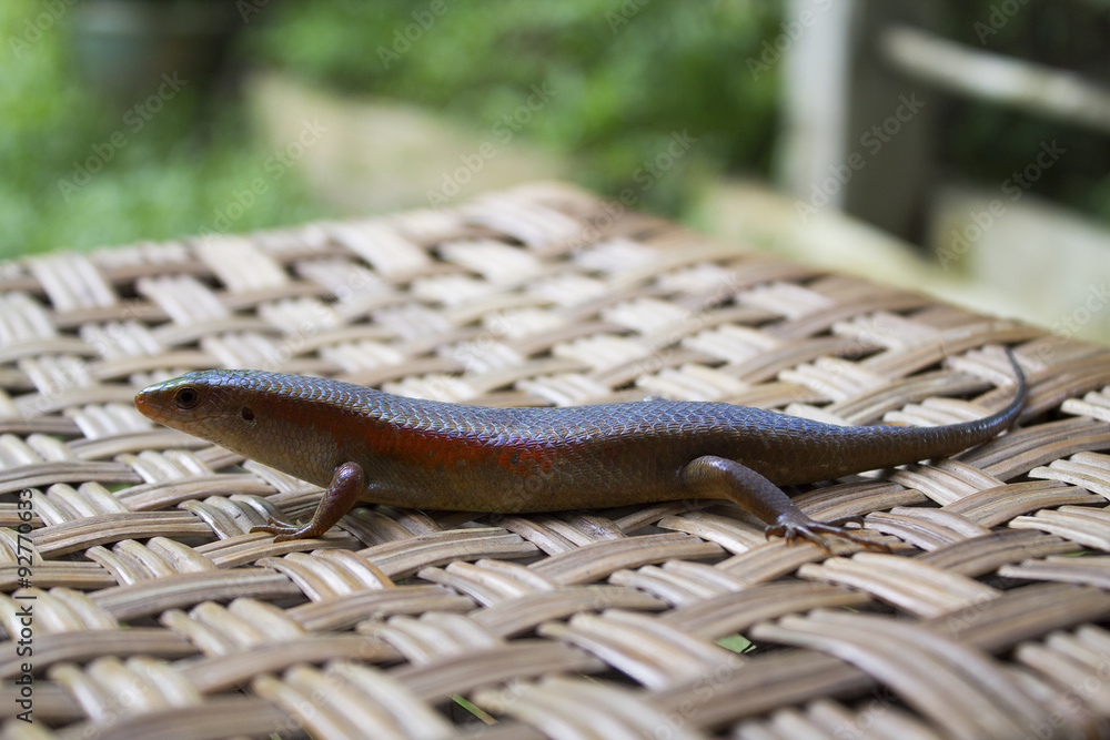 Fototapeta premium Lizard