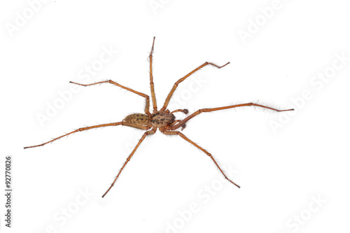 Close-up, macro photo of a spider on a white background.