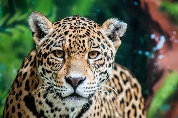 Ingelijste posters Wilde dieren Plagende jaguar in tropisch regenwoud  © zemkooo2