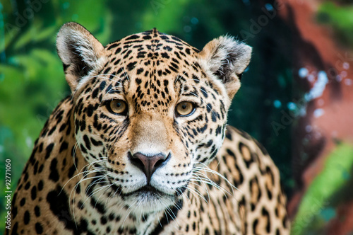 Obraz na płótnie Dręczenie Jaguara
