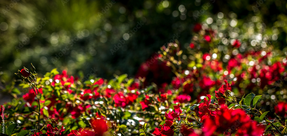 Rosenbusch in den Binger Gärten