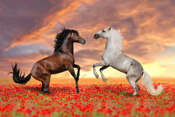 Two stallion rearing up in poppy 