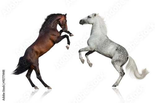 Two stallion rearing up on white background