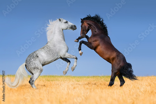 Two stallions rearing up in corm field
