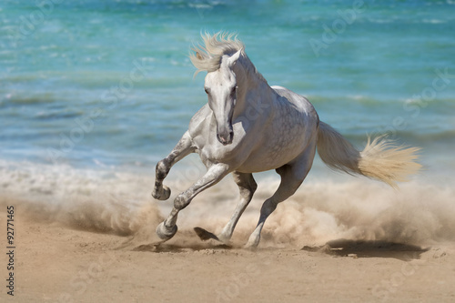 Beautiful horse run along the shore of the sea #92771465
