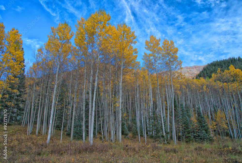 Fototapeta premium Autumn Aspens, Colorado