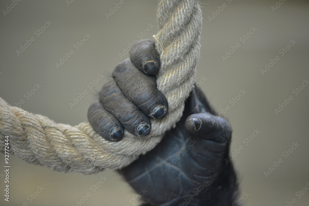 Fototapeta premium Junger Gorilla hängt am Seil