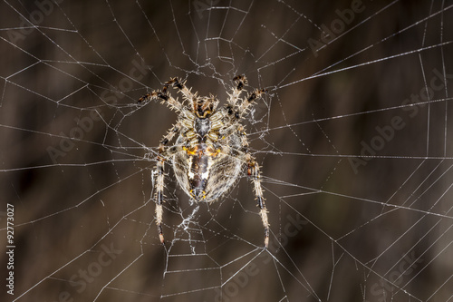 Garden Spider -Araneus Diadematus.