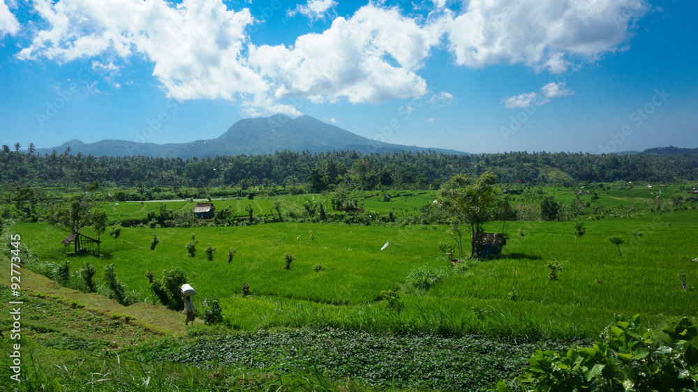 Green fields in Bali