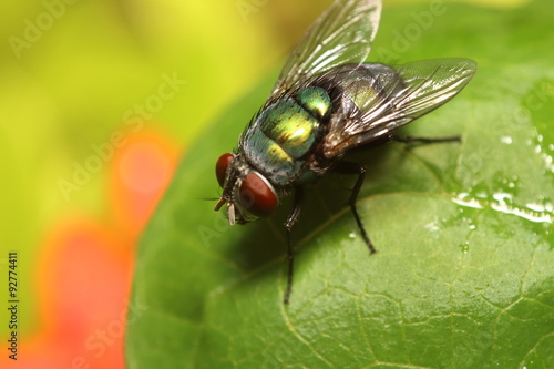 Fly insect