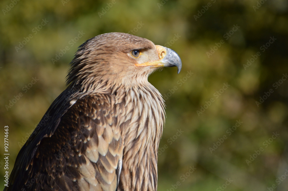 aigle aigle