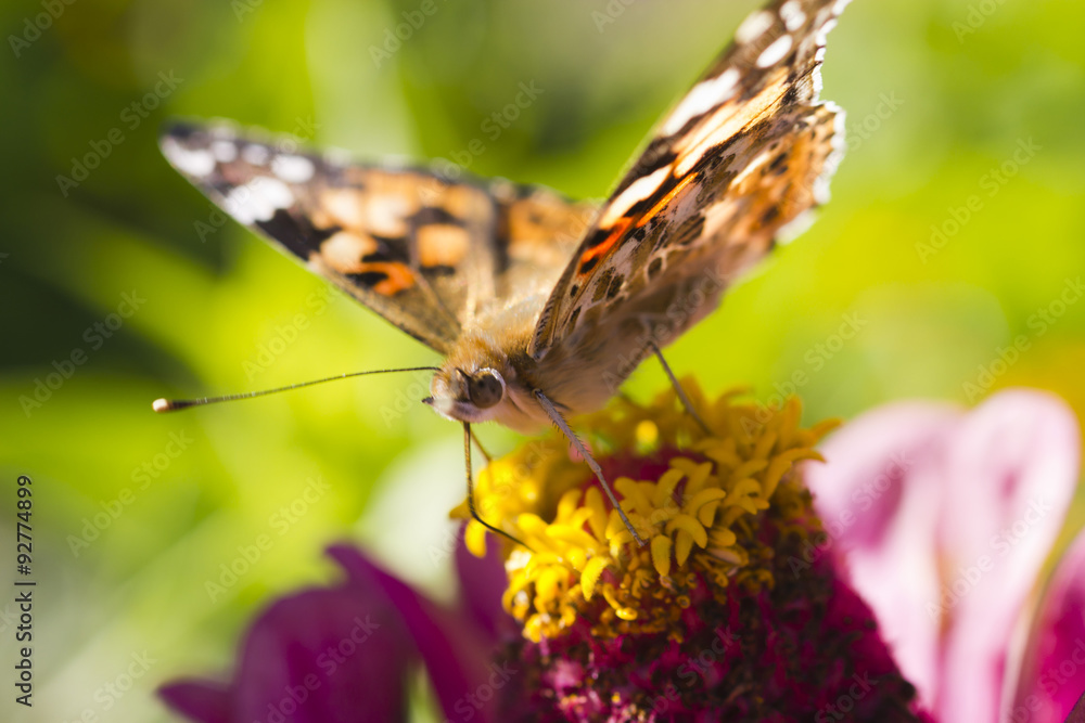 Obraz premium Butterfly on a flower