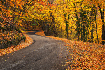 Road in autumn forest. Autumn landscape
