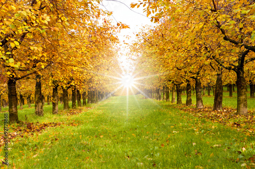 Herbstliche Bäume im sonnenlicht