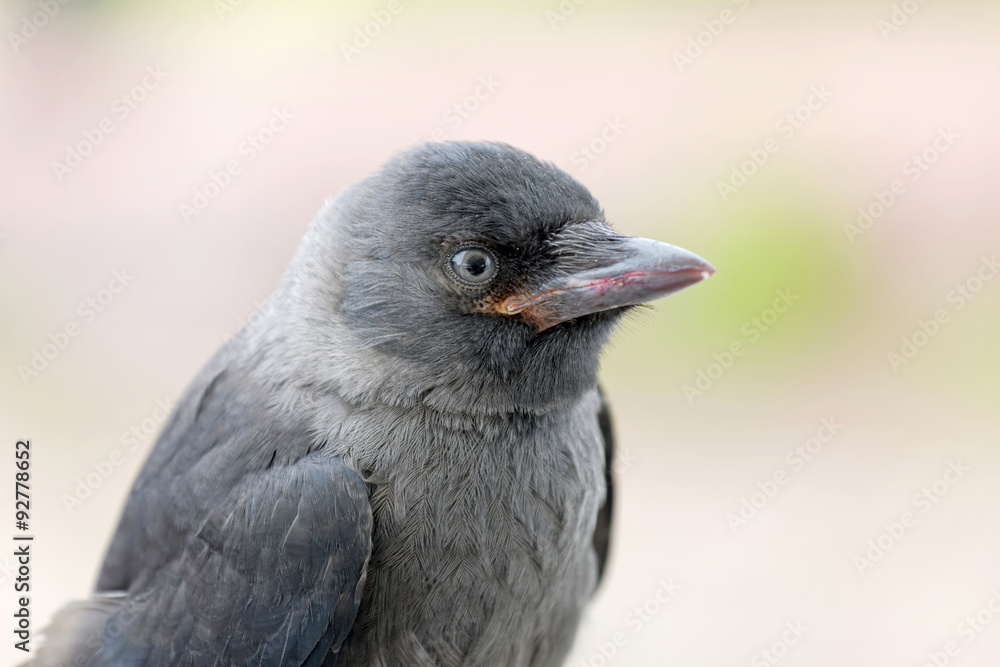 Jackdaw staring, close-up, side view Jackdaw staring, close-up, side view
