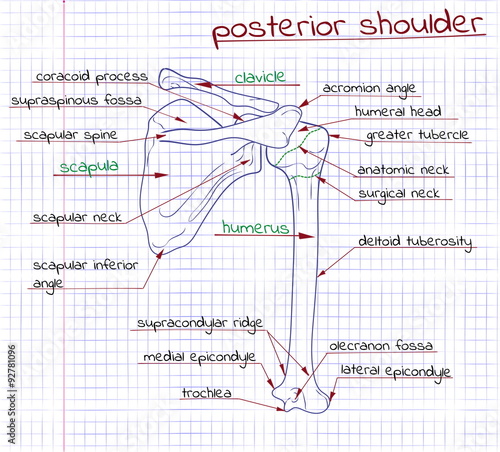 illustration of the structure of the human shoulder posterior