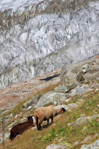escursioni in svizzera tra ghiacciai e città © juliuspayer