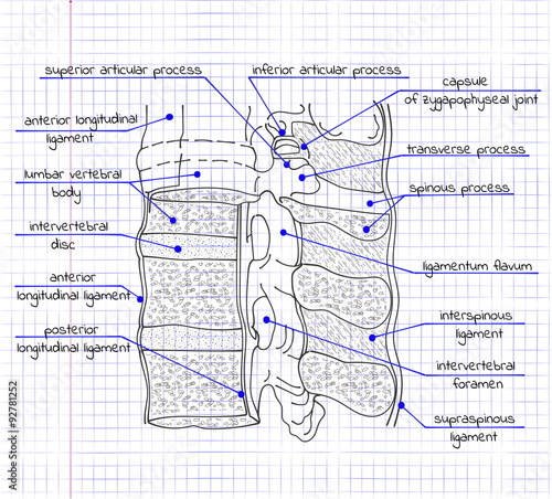illustration of the structure of the human spine