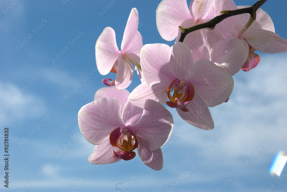 Fototapeta premium orchidea