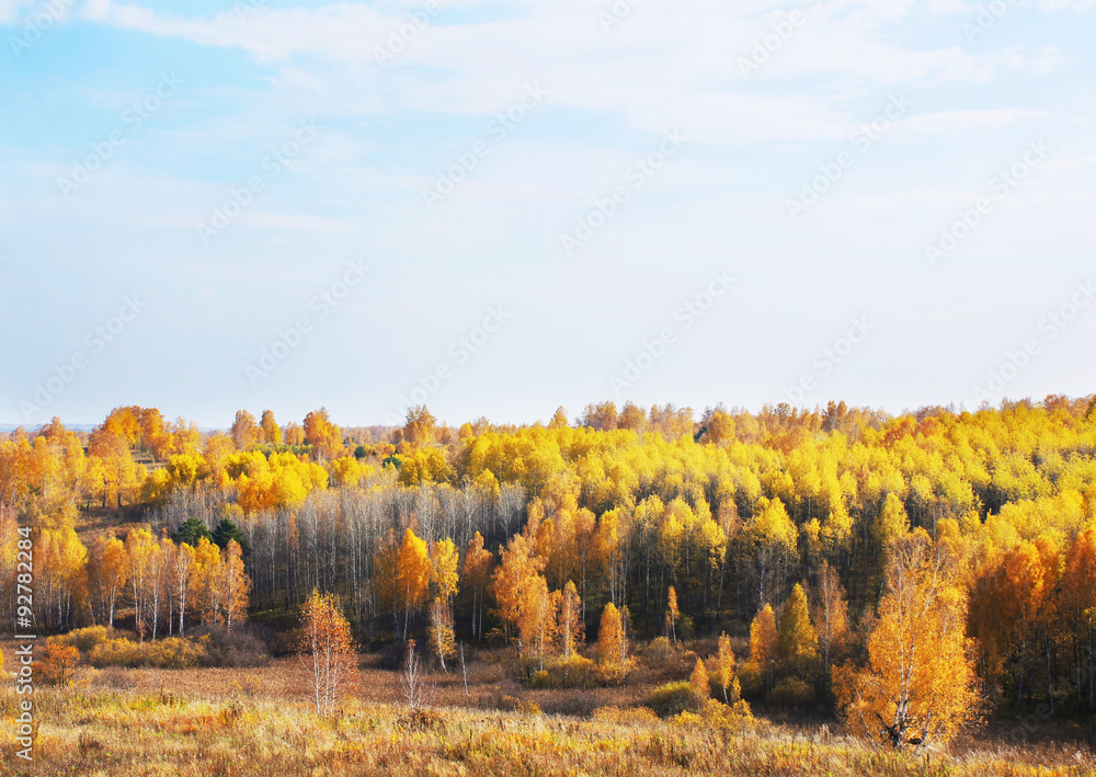 Golden fall. Beautiful autumn landscape in sunny day