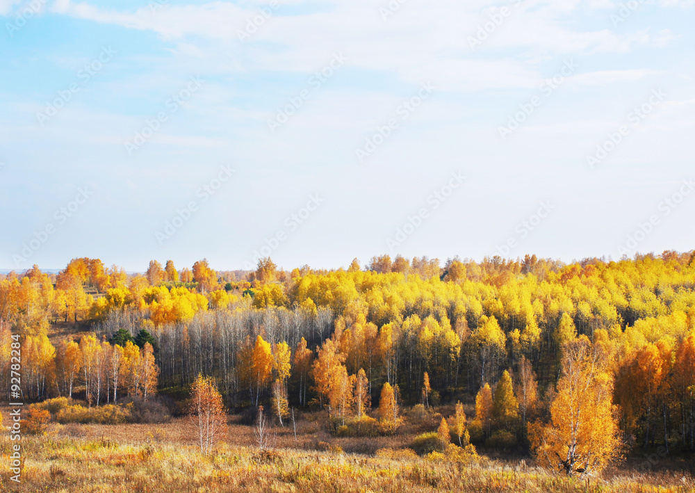 Fototapeta premium Golden fall. Beautiful autumn landscape in sunny day