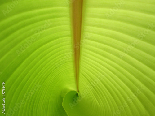 close up Inside a banana leaf #92782449