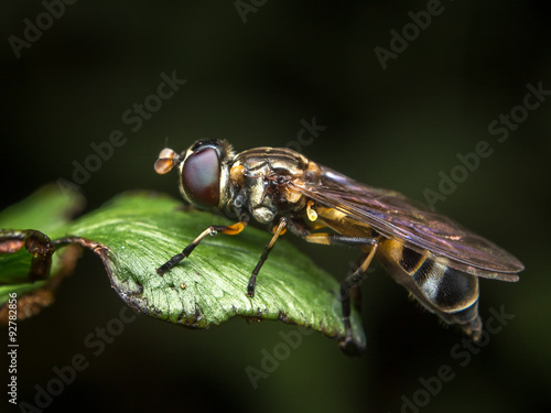 Soldier Fly / Soldier Fly