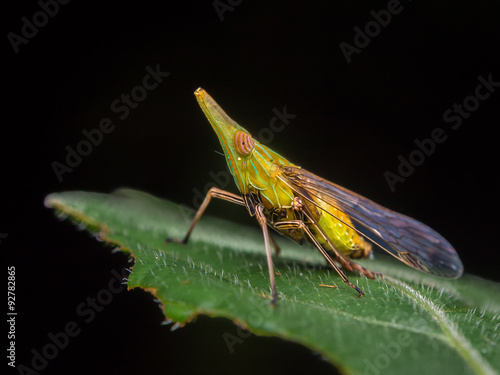 Longnose Planthopper / Longnose Planthopper