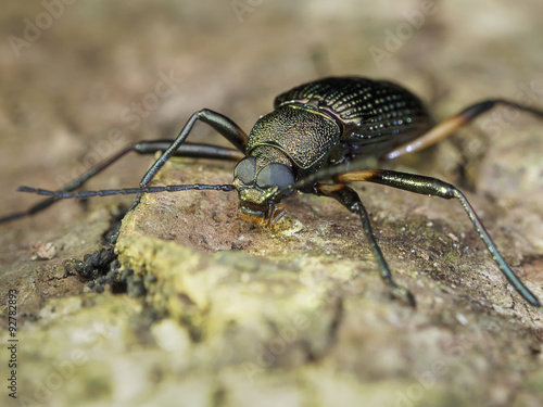 Darkling Beetle / Darkling Beetle