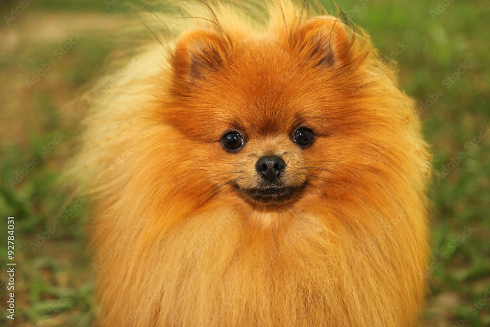 Portrait of cute pomeranian dog. Autumn dog. 