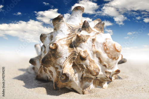 Sea shell on the sandy beach
