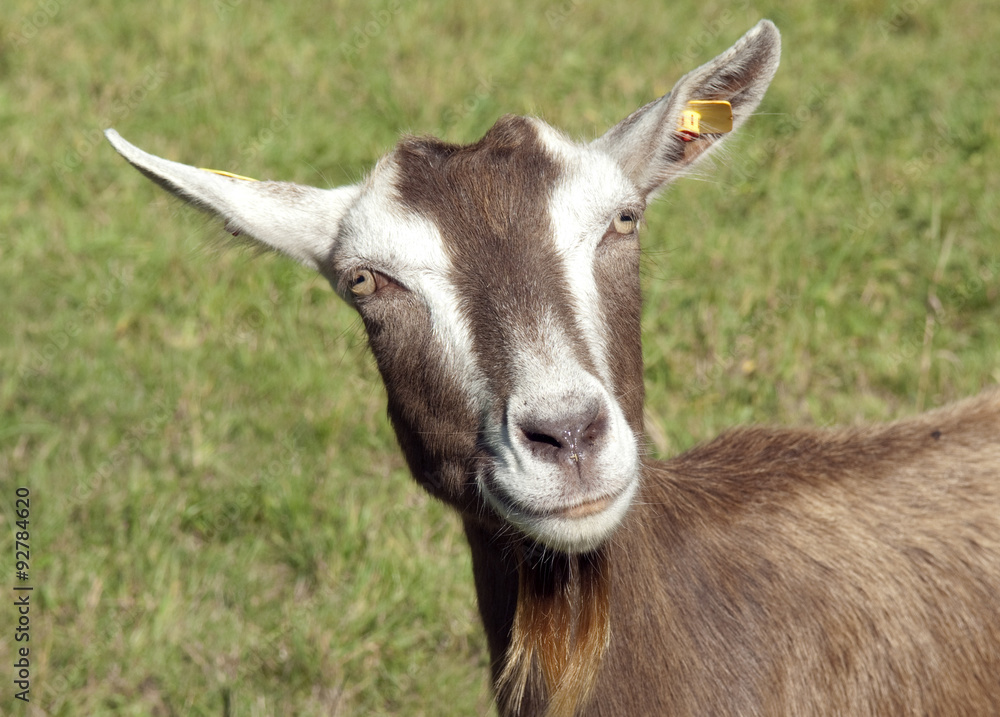 Thueringer, Waldziege, Bedrohte, gefaehrdet, Ziegenrasse,