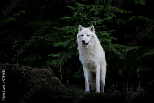 Foto loup blanc arctique animal mammifère