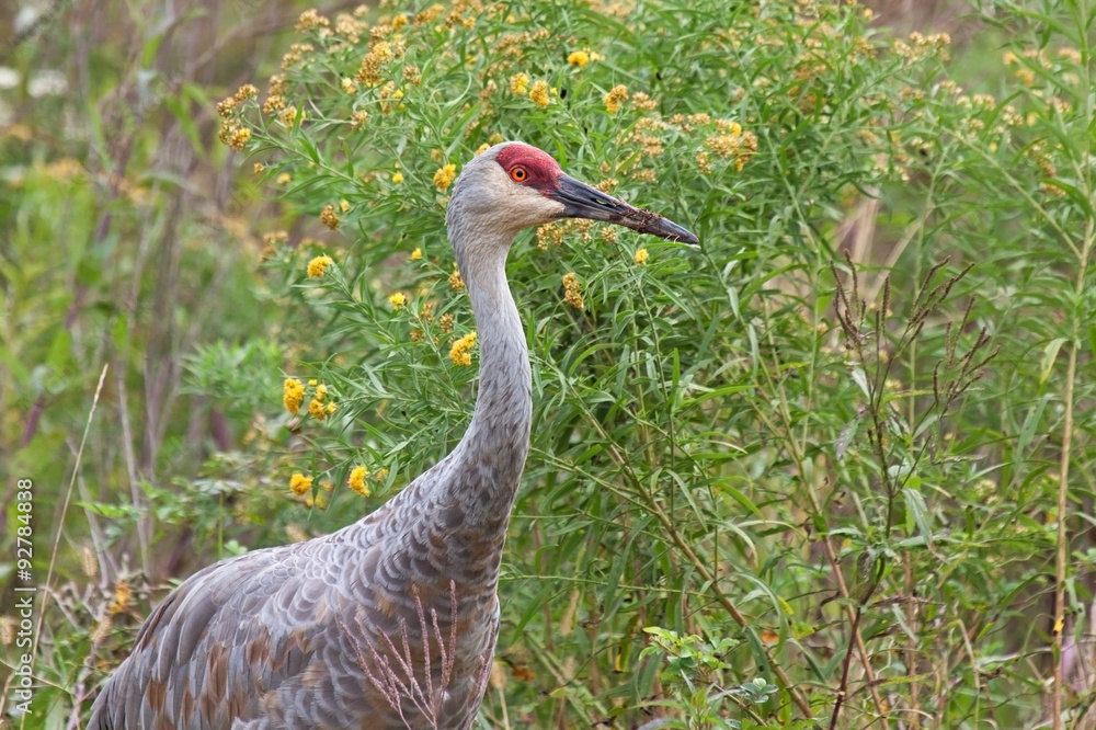 Naklejka premium Sandhill Crane in Goldenrod