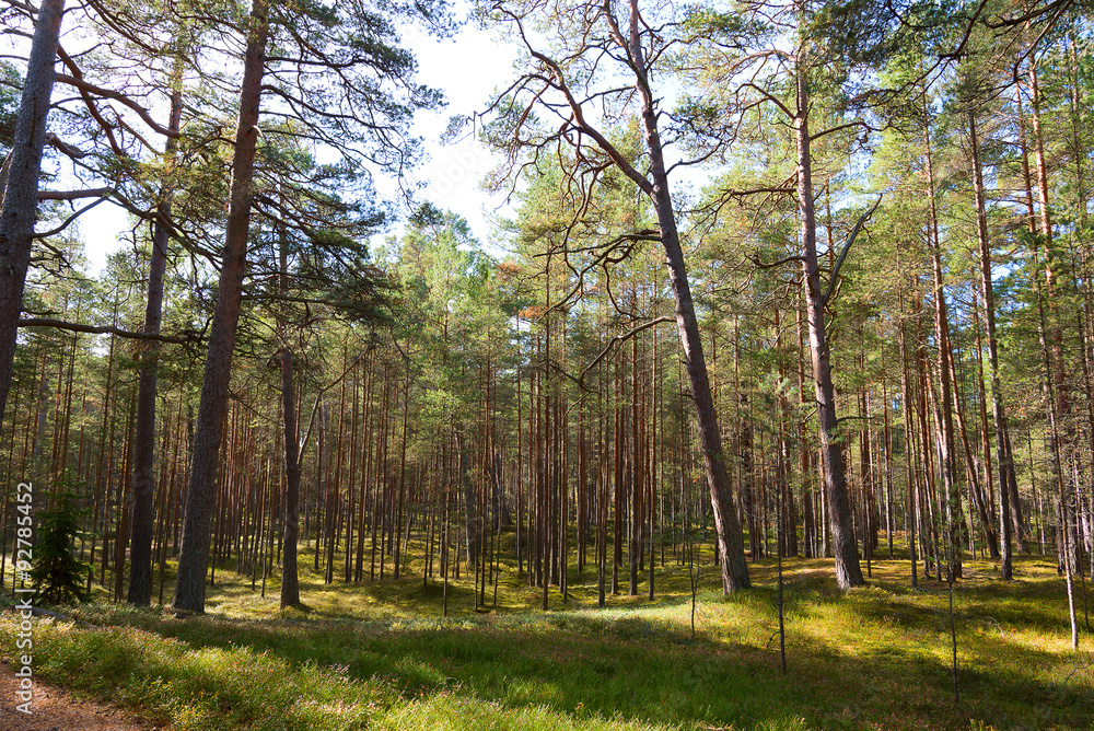 Fototapeta premium Pines.