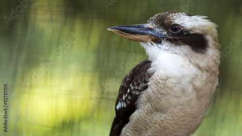 Bilde på lerret close up portrait of a laughing kookaburra bird with room for text