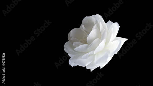 white flower isolated on a black background
