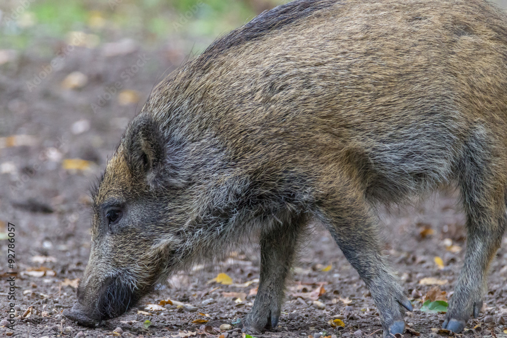 Wildschwein Wildschwein