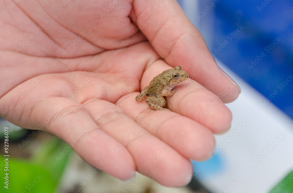 Small young frog in hands of a person Small young frog in hands of a person