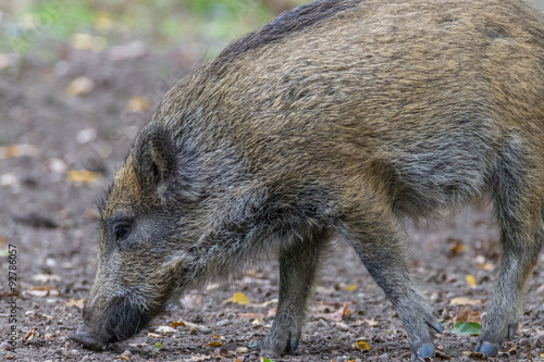 Obraz na plátně Wildschwein