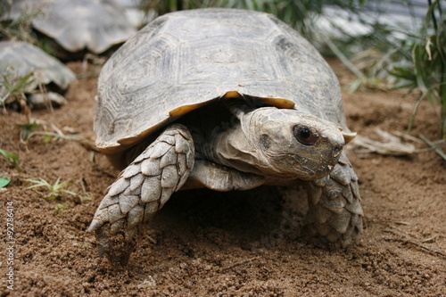 Asian forest tortoise (Manouria emys), also known as Asian brown tortoise photo