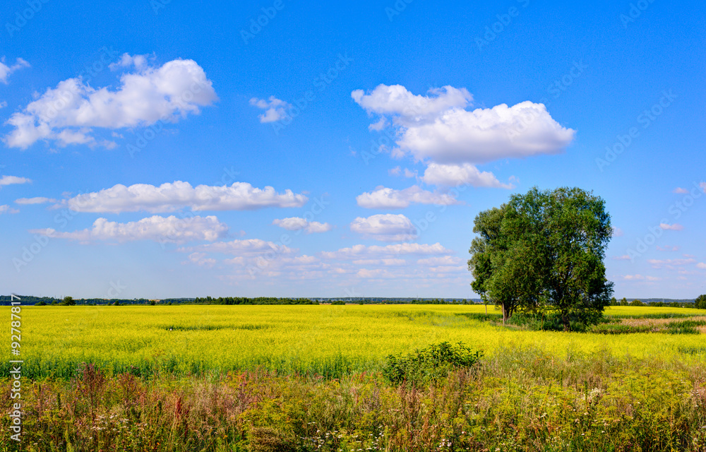 Fototapeta premium Lone green tree in the meadow. Summer time in Lithuania.