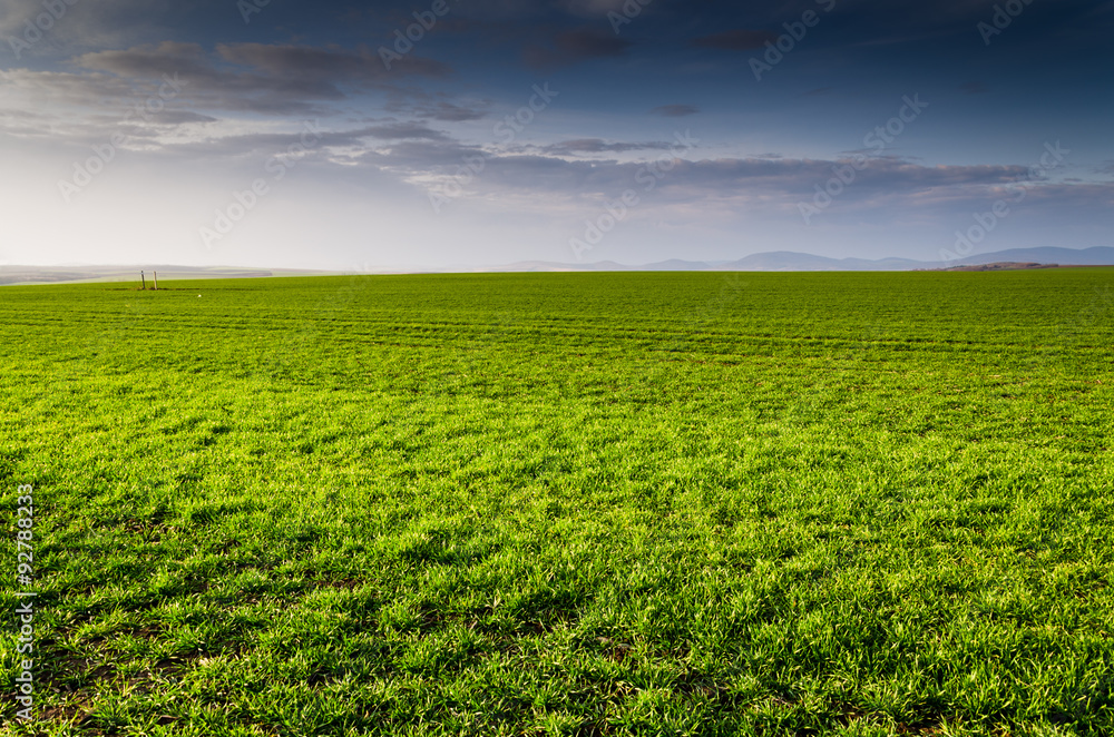 green field background green field background