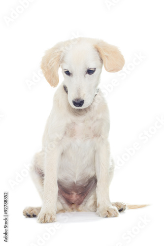 Fototapeta Naklejka Na Ścianę i Meble -  cute puppy looks