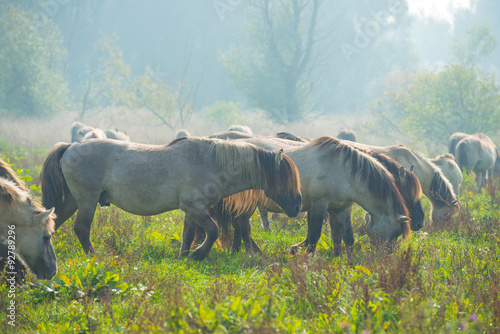 Konik horses in a sunny field in autumn