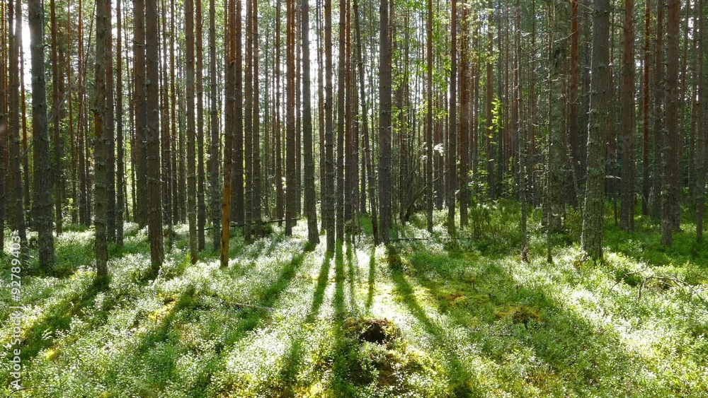 landscape with shadows of trees in the north forest, Karelia
landscape with shadows of trees in the north forest, Karelia