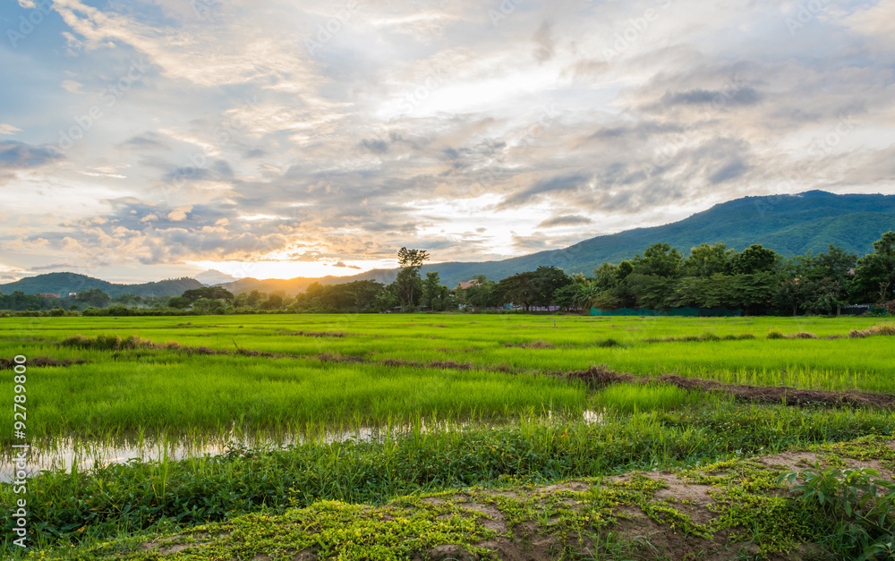   rice field