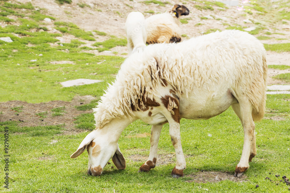 Obraz premium Sheep in the farm