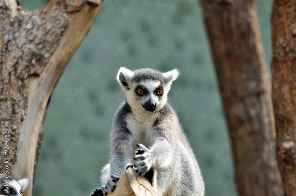 Fototapeta premium Ring-tailed lemur (catta) at zoo